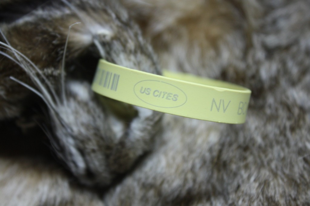 lynx fur coat